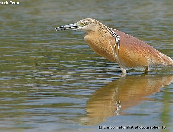Animali 453